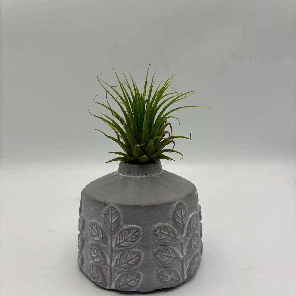 Modern Boho Live Air Plant - Grey Leaf Relief Concrete Pot